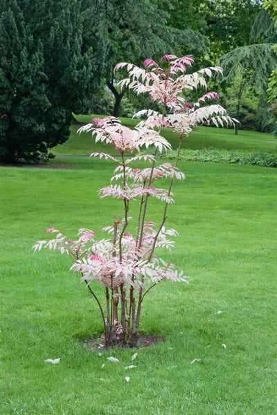 Japanische Buntnessel im Garten