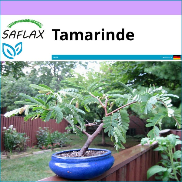 SAFLAX  - Tamarinde - Tamarindus indica - 4 Samen