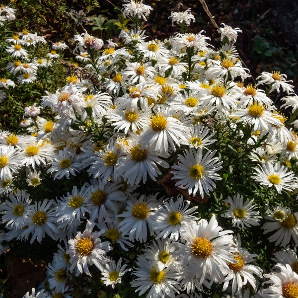 Weiße Astern mit gelber Mitte in einer dichten Gruppe im Gartenbeet.