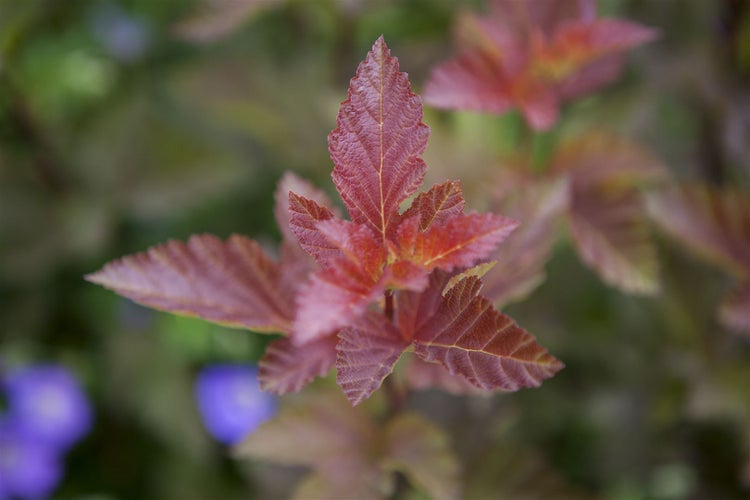 Physocarpus opulifolius 'Lady in Red', Blasenspiere, rotlaubig, 40–60 cm