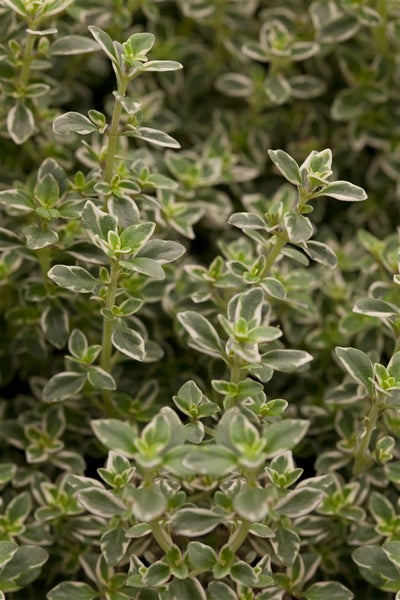 Thymus x citriodorus 'Silver King', Zitronenthymian, ca. 9x9 cm Topf