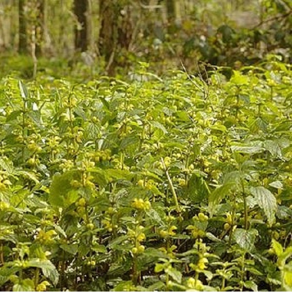 Gelbe Taubnessel Pflanzen im Garten