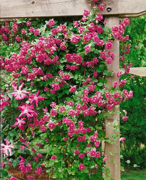 Clematis viticella 'Purpurea Plena Elegans', violett, 40–60 cm