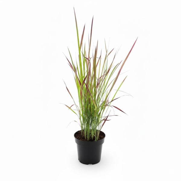 Japanisches Blutgras Imperata cylindrica Red Baron im schwarzen Kunststofftopf