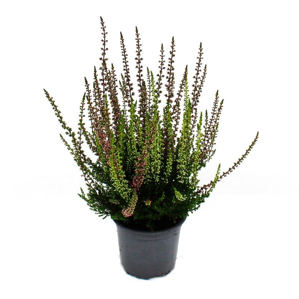 Mehrfarbige Calluna vulgaris Set mit 3 Pflanzen Besenheide Heidekraut winterhart 11cm Topf  zwei verschiedene Farben pro Topf (Twins)