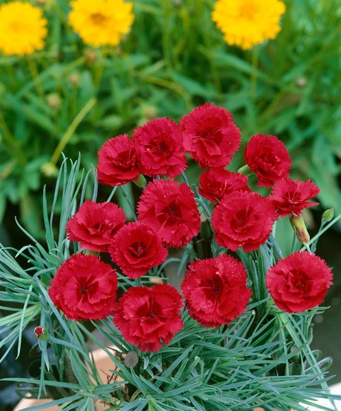 Dianthus plumarius 'Desmond', Federnelke, rosa, ca. 9x9 cm Topf