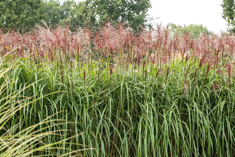 Miscanthus sinensis 'Rotsilber', Chinaschilf, rot-silber, 3-5 L Container