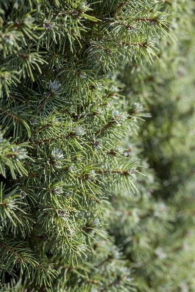 Picea glauca 'Blue Wonder', Zuckerhutfichte, blaugrün, 20–25 cm