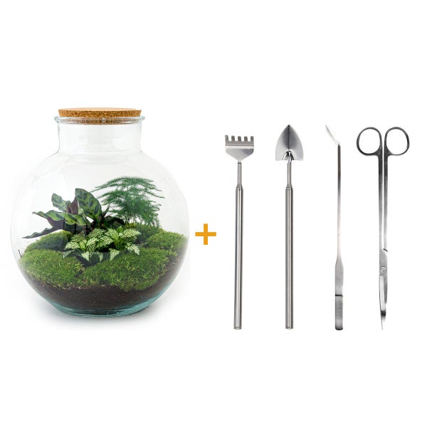 Flaschengarten Bolder Bob DIY-Pflanzenterrarium 30 cm mit Calathea incl. Rechen, Schaufel, Pinzette und Schere