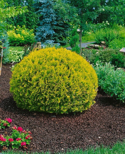 Kugelthuja im Gartenbeet