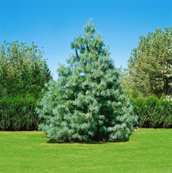 Einzelner Blaue-Glanztanne-Baum im Garten unter blauem Himmel.