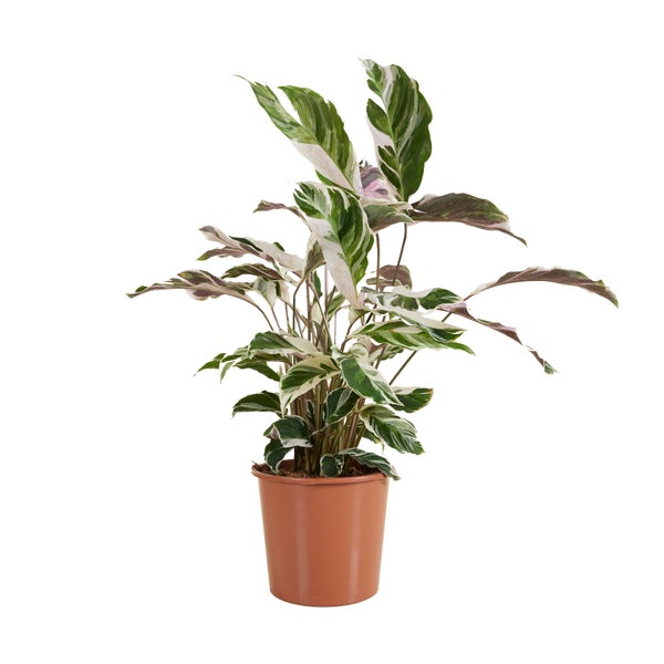 Bloomique - Calathea White Fusion - Korbmarante - Zimmerpflanzen - Pflegeleicht - Luftreinigend - Höhe 60-80 cm - Topf 17 cm