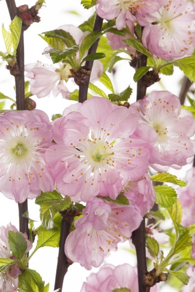 Prunus triloba, Mandelbäumchen, rosa Blüten, 60 cm Stammhöhe