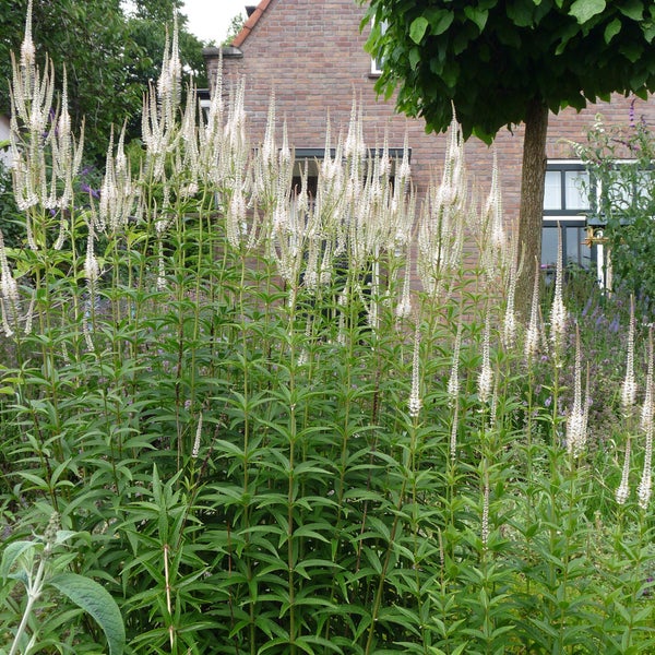 Veronicastrum virginicum in einem Garten