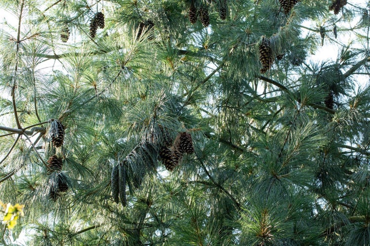 Nahaufnahme eines Baumes mit Zapfen und langen Nadeln