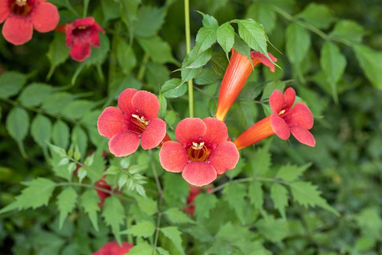 Campsis radicans 'Flamenco', Trompetenblume, leuchtend rot, 40–60 cm