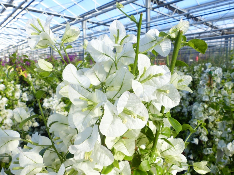 Weiße Drillingsblume Bougainvillea im Gewächshaus mit hellen Hochblättern und grünen Blättern.