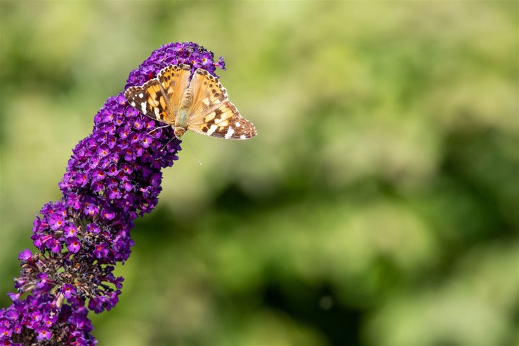 Schmetterling auf einer lila Sommerfliederblüte
