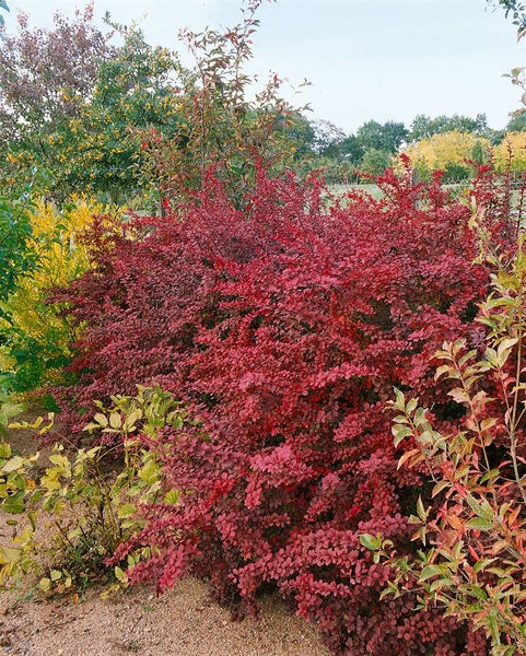 Berberis thunbergii 'Atropurpurea', Blutberberitze, purpurrot, 40–60 cm