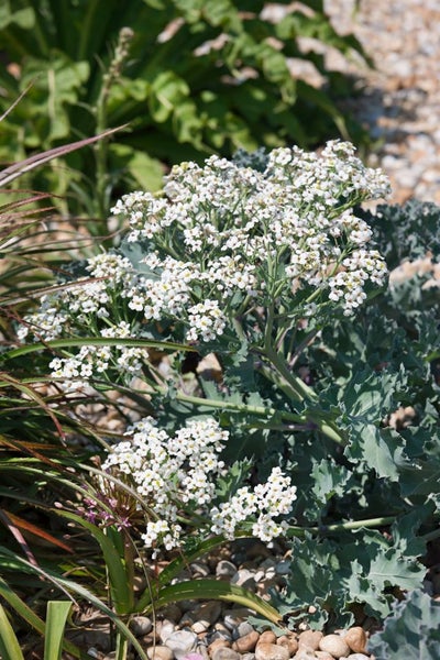 Crambe maritima, Meerkohl, essbar, ca. 11x11 cm Topf