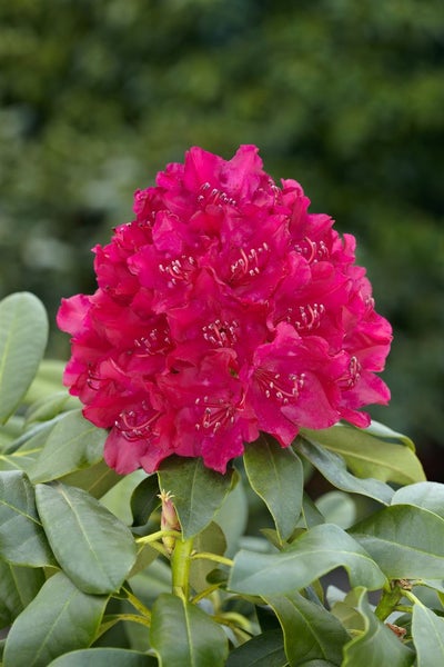 Rhododendron Hybr. 'Renata', Rhododendron, rot, 30–40 cm