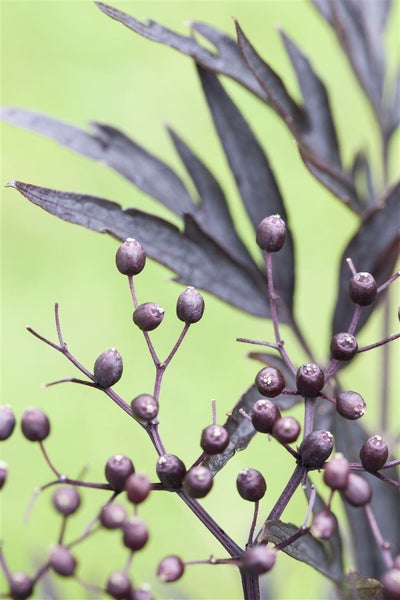 Sambucus nigra 'Black Lace', Schwarzer Holunder, dunkelrot, 80–100 cm
