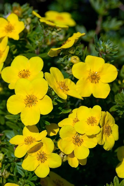 Potentilla 'Goldfinger', Fingerstrauch, gelb, 30–40 cm