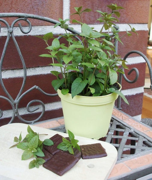 Schoko-Minze in BIO-Qualität - Mentha x piperita - Kräuterpflanze im 12cm Topf