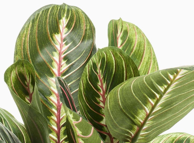 Nahaufnahme einer Calathea Zimmerpflanze mit gemusterten Blättern und markanten Blattadern.