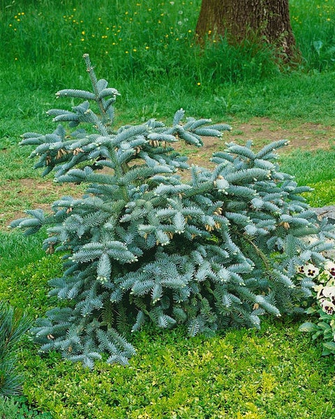 Abies procera 'Glauca', Edeltanne, blaugrün, 20–30 cm