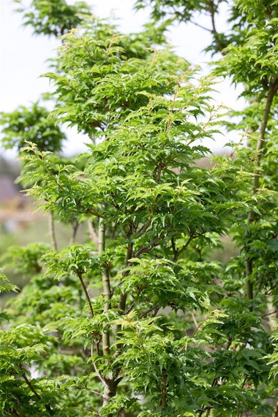 Acer palmatum 'Shishigashira', Japanischer Ahorn, 60 cm Stammhöhe