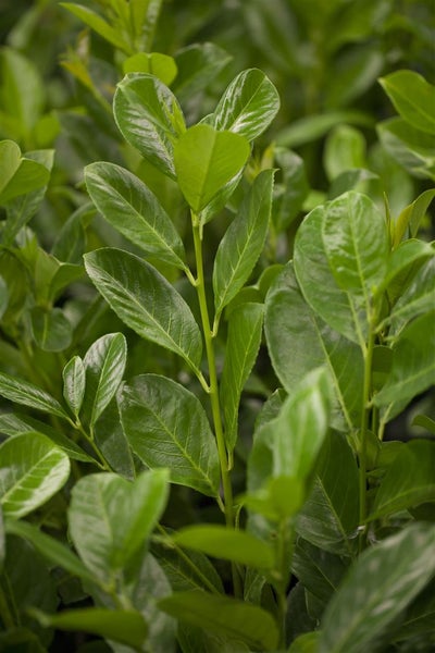 Prunus laurocerasus 'Rotundifolia', Kirschlorbeer, 175–200 cm