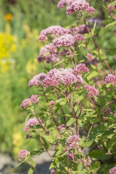 Eupatorium cannabinum, Wasserdost, rosa Blüten, ca. 9x9 cm Topf
