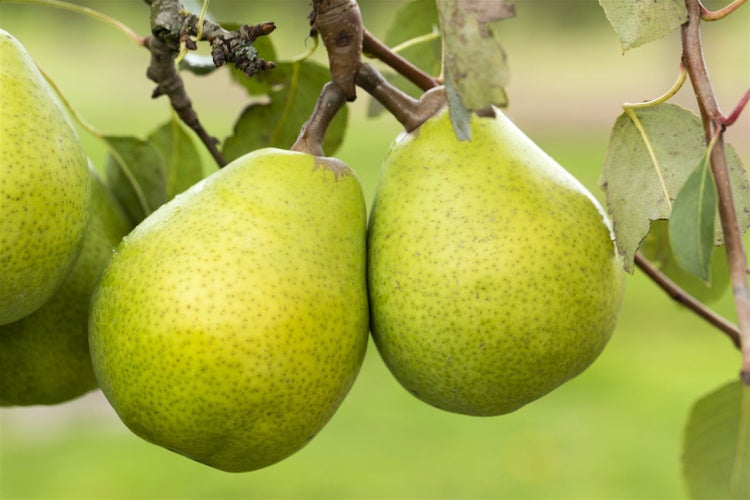 Pyrus communis 'Alexander Lucas', Birne, 150–200 cm