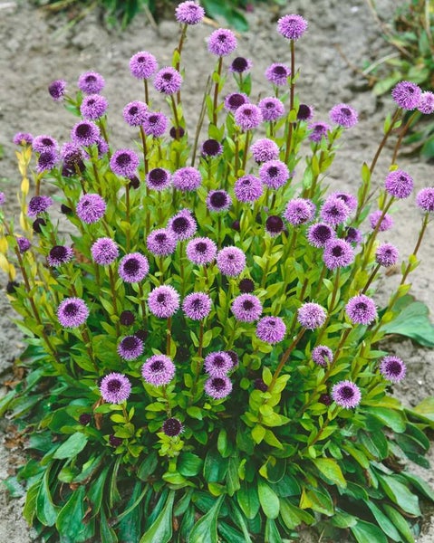 Globularia punctata, Kugelblume, ca. 9x9 cm Topf, kompakt