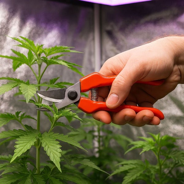 Gartenschere schneidet eine Pflanze