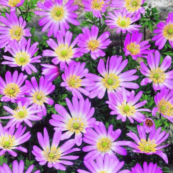 Nahaufnahme von Anemonenblüten im Gartenbeet