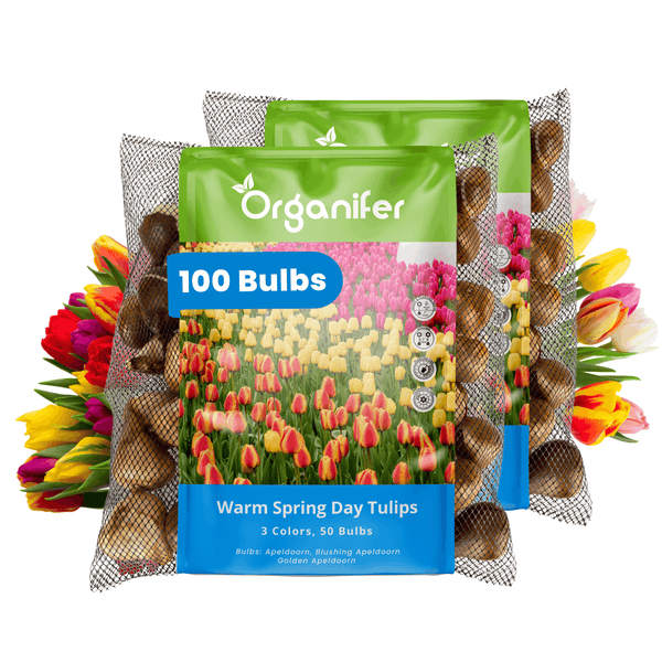 Zwei Netze mit insgesamt 100 Blumenzwiebeln der Tulpensorten Apeldoorn, Blushing Apeldoorn und Golden Apeldoorn von Organifer.