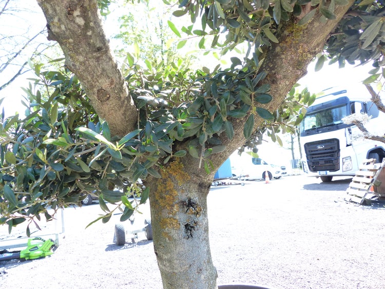 Olivenbaum 4 Pon Pon Bonsai Formgehölz Gartenbonsai Olea europaea Olive winterhart