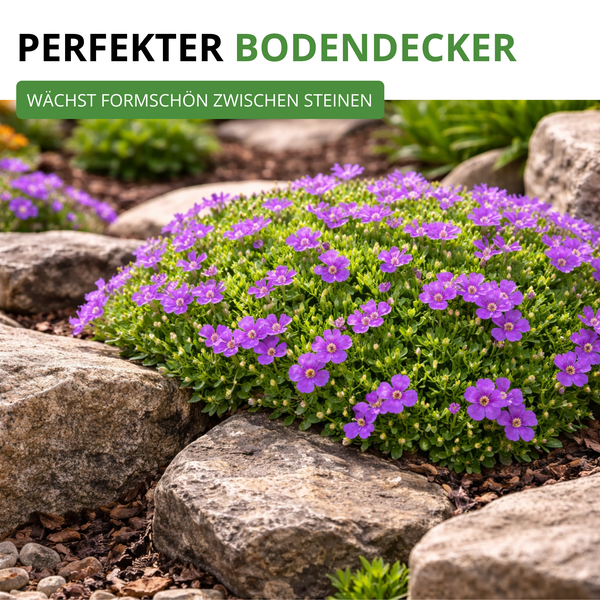 Bodendecker Blaukissen mit violetten Blüten, wächst flach und kompakt zwischen Natursteinen im Steingarten.