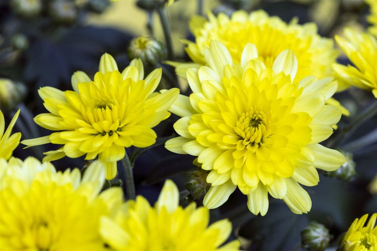 Chrysanthemum x hort.'Citrus', Chrysantheme, gelb, ca. 9x9 cm Topf