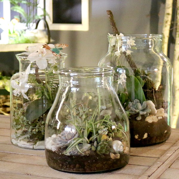Drei dekorative Glasterrarien mit Orchideen, Sukkulenten und Steinen.