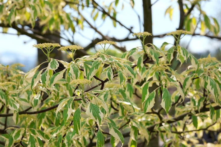 Cornus controversa 'Gosia', Etagen-Hartriegel, 50–60 cm, auffälliges Laub