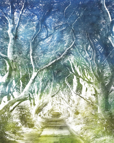 Allee mit Baumtunnel