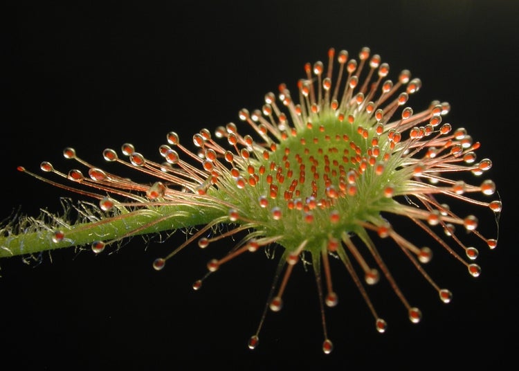 SAFLAX  - Rundblättriger Sonnentau - Drosera rotundifolia - 50 Samen - Mit keimfreiem Anzuchtsubstrat