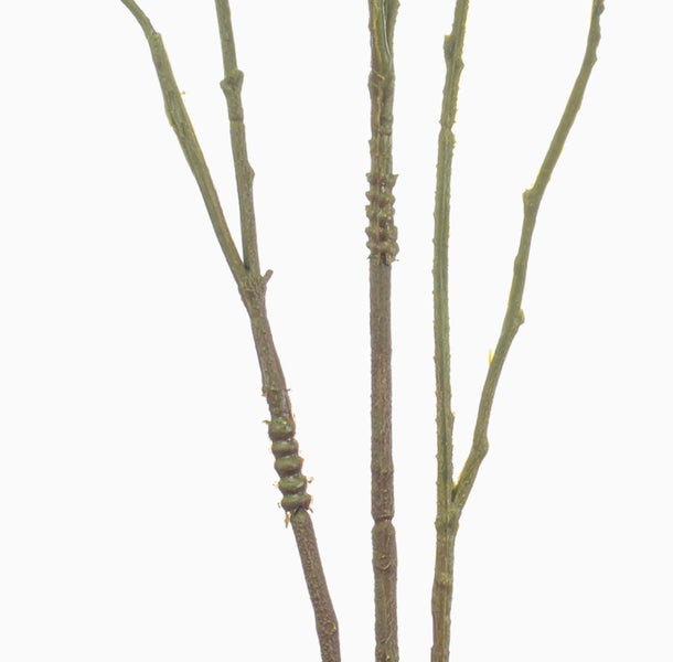 Deko Zweig Azalee VROWIN, pink, 125cm - Künstlicher Azaleezweig