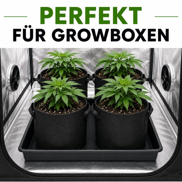Vier junge Pflanzen in schwarzen Stofftöpfen auf einer Schale in einer organisierten Growbox mit dem Text Perfekt für Growboxen.