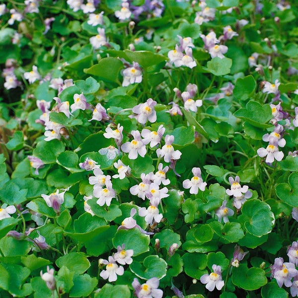 Cymbalaria muralis, Zimbelkraut, ca. 9x9 cm Topf, pflegeleicht