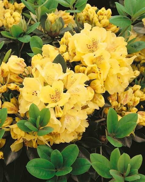 Rhododendron Hybr. 'Goldkrone', gelb, 30–40 cm