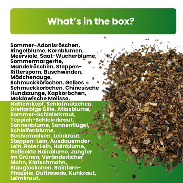 Greenyp Schmetterlingstreff Blumenmischung I 100g für 100m² I Schmetterlingswiese Schmetterlinge & Bienen I I Blumensamen Mischung ein- & mehrjährig